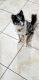 Pomsky Puppies for sale in Fort Myers, FL 33919, USA. price: NA
