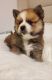 Pomsky Puppies for sale in Lakewood, CO, USA. price: $2,500