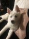 Pomsky Puppies for sale in 544 Beaumont-Elm St, North Wilkesboro, NC 28659, USA. price: NA