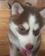 Pomsky Puppies for sale in Middlebury, IN 46540, USA. price: NA