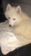 Pomsky Puppies for sale in Milwaukee, WI, USA. price: NA