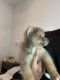 Pomsky Puppies for sale in Jacksonville, FL, USA. price: $800