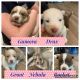 Pomsky Puppies for sale in Cut Off, LA 70345, USA. price: NA