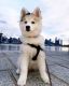 Pomsky Puppies for sale in West New York, NJ 07093, USA. price: $2,000