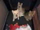 Pomsky Puppies for sale in Aurora, CO, USA. price: NA