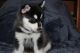 Pomsky Puppies for sale in Smithfield, RI, USA. price: $1,500