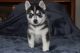 Pomsky Puppies for sale in Smithfield, RI, USA. price: NA
