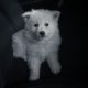 Pomsky Puppies for sale in Pittsburgh, PA, USA. price: $1,300