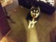 Pomsky Puppies for sale in Trenton, OH, USA. price: NA