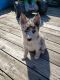 Pomsky Puppies for sale in Holland, MI 49423, USA. price: NA