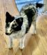 Pomsky Puppies for sale in Lake Orion, Orion Charter Township, MI 48362, USA. price: $1,200