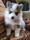 Pomsky Puppies for sale in California City, CA, USA. price: NA