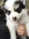 Pomsky Puppies for sale in Roselle, IL, USA. price: $3,000