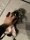 Pomsky Puppies for sale in Brooklyn, NY 11234, USA. price: NA