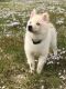 Pomsky Puppies for sale in North Olmsted, OH, USA. price: NA