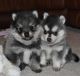 Pomsky Puppies for sale in Birmingham, AL 35201, USA. price: NA