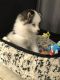 Pomsky Puppies for sale in Riverview, FL, USA. price: $3,500