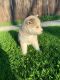 Pomsky Puppies for sale in Las Vegas Convention Center, 3150 Paradise Rd, Las Vegas, NV 89109, USA. price: NA