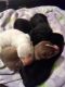 Pomsky Puppies for sale in 19 North St, Walton, NY 13856, USA. price: NA