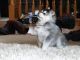 Pomsky Puppies for sale in Seattle, WA, USA. price: NA