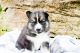 Pomsky Puppies for sale in Franklin, KY 42134, USA. price: $4,000