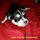 Pomsky Puppies for sale in Tampa, FL, USA. price: $3,500