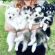 Pomsky Puppies for sale in Dallas, TX, USA. price: NA