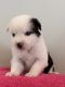 Pomsky Puppies for sale in Cedar Falls, IA, USA. price: NA