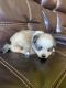 Pomsky Puppies for sale in Finlayson, MN 55735, USA. price: $2,000