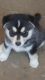 Pomsky Puppies for sale in San Mateo, CA, USA. price: NA