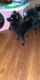Pomsky Puppies for sale in New Bedford, MA, USA. price: $500