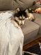 Pomsky Puppies for sale in New York, NY, USA. price: $50