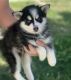 Pomsky Puppies for sale in Manteca, CA, USA. price: NA