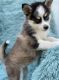 Pomsky Puppies for sale in Birmingham, AL, USA. price: $500