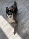 Pomsky Puppies for sale in East Windsor, CT, USA. price: $1,500