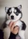 Pomsky Puppies for sale in Brooksville, KY 41004, USA. price: $1,500