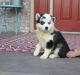 Pomsky Puppies for sale in Juneau, AK, USA. price: NA