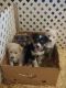 Pomsky Puppies for sale in Middlefield, OH 44062, USA. price: $1,200