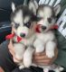 Pomsky Puppies for sale in North Hollywood, Los Angeles, CA, USA. price: NA