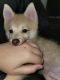 Pomsky Puppies for sale in Fort Lauderdale, FL, USA. price: $1,500