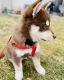 Pomsky Puppies for sale in Morristown, NJ 07960, USA. price: NA