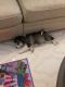 Pomsky Puppies for sale in Lindenhurst, IL 60046, USA. price: $2,000