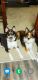 Pomsky Puppies for sale in St. Petersburg, FL, USA. price: NA