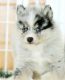 Pomsky Puppies for sale in Baldwin, NY 11510, USA. price: $2,300
