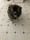 Pomsky Puppies for sale in Brodhead, WI 53520, USA. price: NA