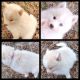 Pomsky Puppies for sale in Stillwater, OK, USA. price: $1,200