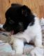 Pomsky Puppies for sale in Newaygo, MI 49337, USA. price: NA
