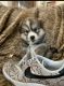 Pomsky Puppies for sale in Tullahoma, TN, USA. price: NA