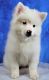 Pomsky Puppies for sale in Canfield, OH 44406, USA. price: NA