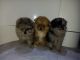 Pomsky Puppies for sale in Seattle, WA, USA. price: $1,200